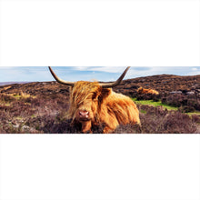 Lade das Bild in den Galerie-Viewer, Aluminiumbild gebürstet Hochlandrind auf Halbinsel Panorama