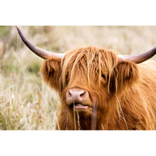 Lade das Bild in den Galerie-Viewer, Spannrahmenbild Hochlandrind im Feld Querformat