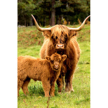 Lade das Bild in den Galerie-Viewer, Poster Hochlandrind mit Kalb Hochformat