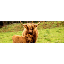 Lade das Bild in den Galerie-Viewer, Aluminiumbild gebürstet Hochlandrind mit Kalb Panorama