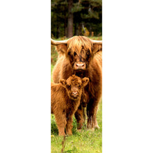 Lade das Bild in den Galerie-Viewer, Poster Hochlandrind mit Kalb Panorama Hoch