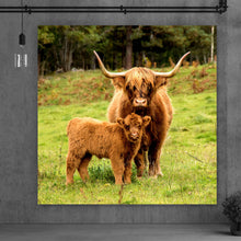 Lade das Bild in den Galerie-Viewer, Poster Hochlandrind mit Kalb Quadrat