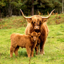 Lade das Bild in den Galerie-Viewer, Aluminiumbild gebürstet Hochlandrind mit Kalb Quadrat
