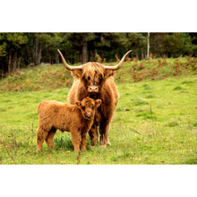 Lade das Bild in den Galerie-Viewer, Spannrahmenbild Hochlandrind mit Kalb Querformat