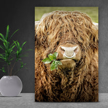 Lade das Bild in den Galerie-Viewer, Acrylglasbild Hochlandrind mit Nasenring Hochformat