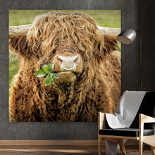 Lade das Bild in den Galerie-Viewer, Poster Hochlandrind mit Nasenring Quadrat
