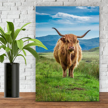 Lade das Bild in den Galerie-Viewer, Leinwandbild Hochlandrind Schottland Hochformat