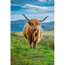Lade das Bild in den Galerie-Viewer, Leinwandbild Hochlandrind Schottland Hochformat