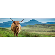 Lade das Bild in den Galerie-Viewer, Leinwandbild Hochlandrind Schottland Panorama