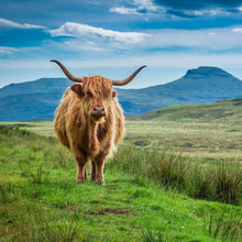 Lade das Bild in den Galerie-Viewer, Leinwandbild Hochlandrind Schottland Quadrat
