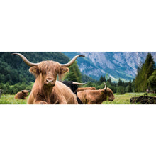 Lade das Bild in den Galerie-Viewer, Spannrahmenbild Hochlandrinder Herde Panorama