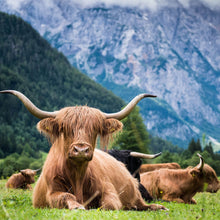 Lade das Bild in den Galerie-Viewer, Leinwandbild Hochlandrinder Herde Quadrat