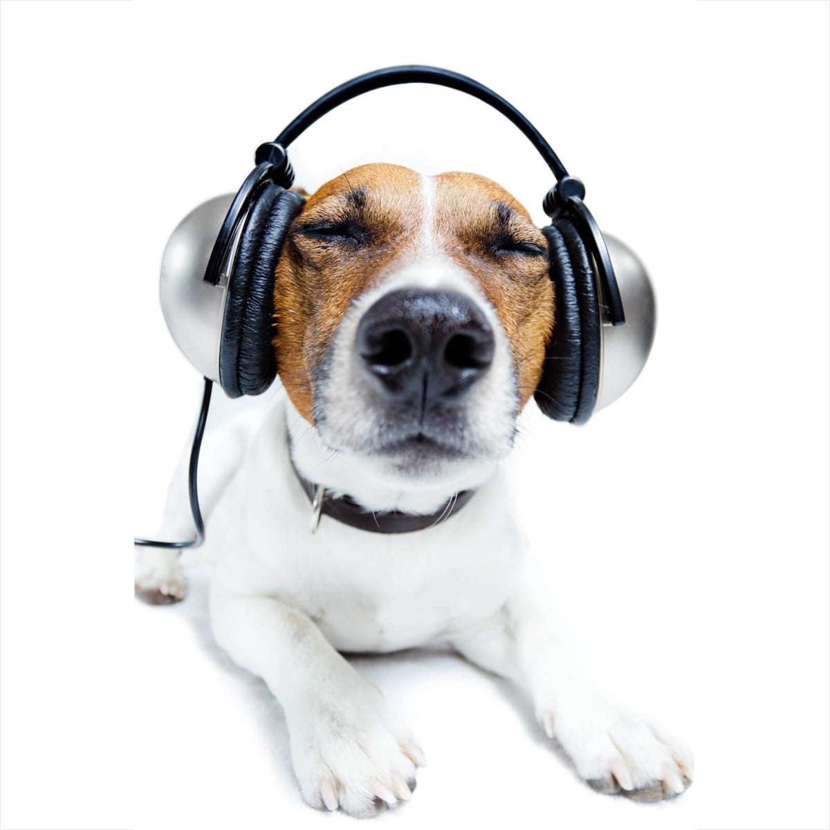 im Leinwandbild Hund Versandkostenfrei Hochformat, – Aufhängefertig Wandguru Kopfhörer & mit