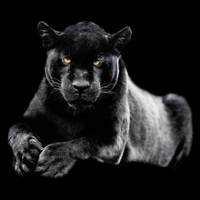Lade das Bild in den Galerie-Viewer, Aluminiumbild Jaguar auf schwarzem Hintergrund Quadrat