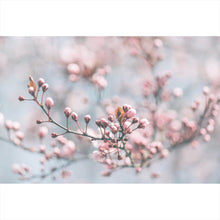Lade das Bild in den Galerie-Viewer, Leinwandbild Japanische Kirschblüten Querformat