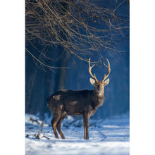 Lade das Bild in den Galerie-Viewer, Leinwandbild Junger Rothirsch im Winterwald Hochformat