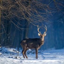 Lade das Bild in den Galerie-Viewer, Aluminiumbild gebürstet Junger Rothirsch im Winterwald Quadrat