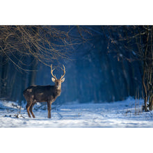 Lade das Bild in den Galerie-Viewer, Poster Junger Rothirsch im Winterwald Querformat