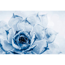 Lade das Bild in den Galerie-Viewer, Aluminiumbild gebürstet Kaktus Sukkulente Blau Querformat