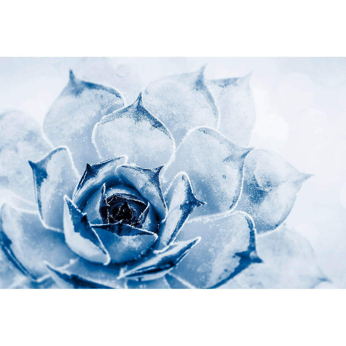 Aluminiumbild gebürstet Kaktus Sukkulente Blau im Querformat,  Aufhängefertig & Versandkostenfrei – Wandguru