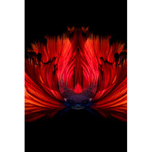 Lade das Bild in den Galerie-Viewer, Leinwandbild Kampffisch Hochformat