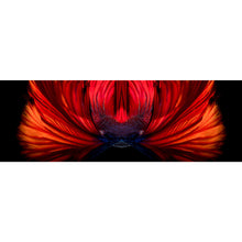 Lade das Bild in den Galerie-Viewer, Leinwandbild Kampffisch Panorama