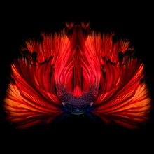Lade das Bild in den Galerie-Viewer, Leinwandbild Kampffisch Quadrat