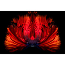 Lade das Bild in den Galerie-Viewer, Aluminiumbild Kampffisch Querformat