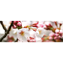 Lade das Bild in den Galerie-Viewer, Poster Kirschblüten im Frühling No.1 Panorama