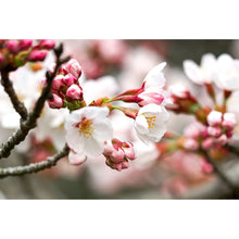 Lade das Bild in den Galerie-Viewer, Spannrahmenbild Kirschblüten im Frühling No.1 Querformat