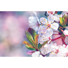 Lade das Bild in den Galerie-Viewer, Acrylglasbild Kirschblüten im Frühling Querformat