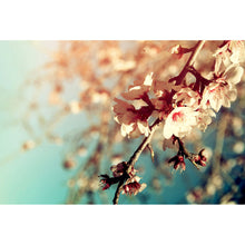Lade das Bild in den Galerie-Viewer, Spannrahmenbild Kirschblüten Querformat