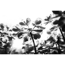 Lade das Bild in den Galerie-Viewer, Acrylglasbild Klee Schwarz-Weiß Querformat