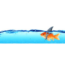 Lade das Bild in den Galerie-Viewer, Poster Kleiner Goldfisch mit Haiflosse Panorama