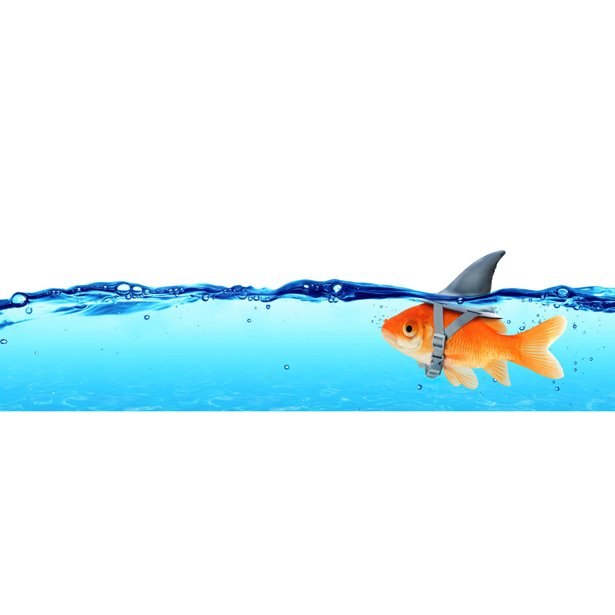 Spannrahmenbild Kleiner Goldfisch mit Haiflosse im Panorama, Aufhängefertig  & Versandkostenfrei – Wandguru