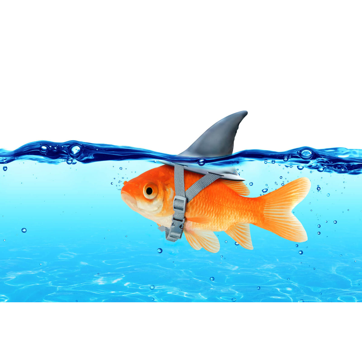 Aluminiumbild Kleiner Goldfisch mit Haiflosse im Querformat, Aufhängefertig  & Versandkostenfrei – Wandguru