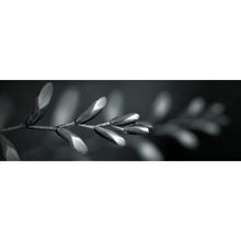 Lade das Bild in den Galerie-Viewer, Acrylglasbild Knospen bei Dämmerung Panorama