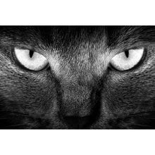 Lade das Bild in den Galerie-Viewer, Aluminiumbild gebürstet Fokussierte Katze Querformat