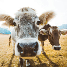 Lade das Bild in den Galerie-Viewer, Poster Kühe auf Weide Quadrat