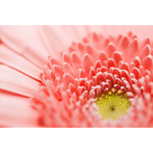 Lade das Bild in den Galerie-Viewer, Aluminiumbild Lachsfarbene Blüte Querformat