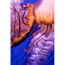 Lade das Bild in den Galerie-Viewer, Poster Leuchtende Quallen Hochformat
