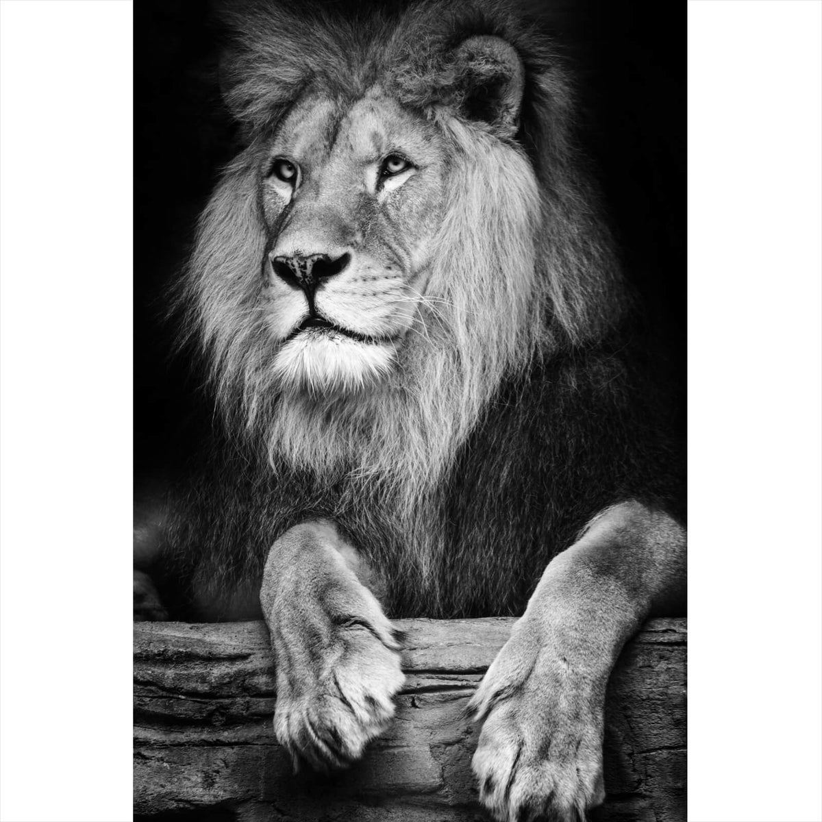 Leinwandbild Löwen Portrait Wandguru Aufhängefertig schwarz – Hochformat, weiß & im Versandkostenfrei