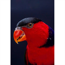 Lade das Bild in den Galerie-Viewer, Spannrahmenbild Lory Papagei Hochformat