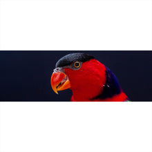 Lade das Bild in den Galerie-Viewer, Aluminiumbild Lory Papagei Panorama