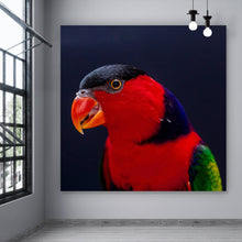 Lade das Bild in den Galerie-Viewer, Acrylglasbild Lory Papagei Quadrat
