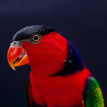 Lade das Bild in den Galerie-Viewer, Leinwandbild Lory Papagei Quadrat