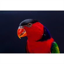 Lade das Bild in den Galerie-Viewer, Poster Lory Papagei Querformat