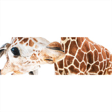 Lade das Bild in den Galerie-Viewer, Aluminiumbild gebürstet Lustige Giraffe Panorama