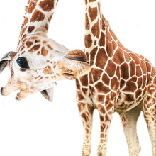 Lade das Bild in den Galerie-Viewer, Aluminiumbild gebürstet Lustige Giraffe Quadrat