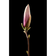 Lade das Bild in den Galerie-Viewer, Acrylglasbild Magnolienblume auf schwarzem Hintergrund Hochformat